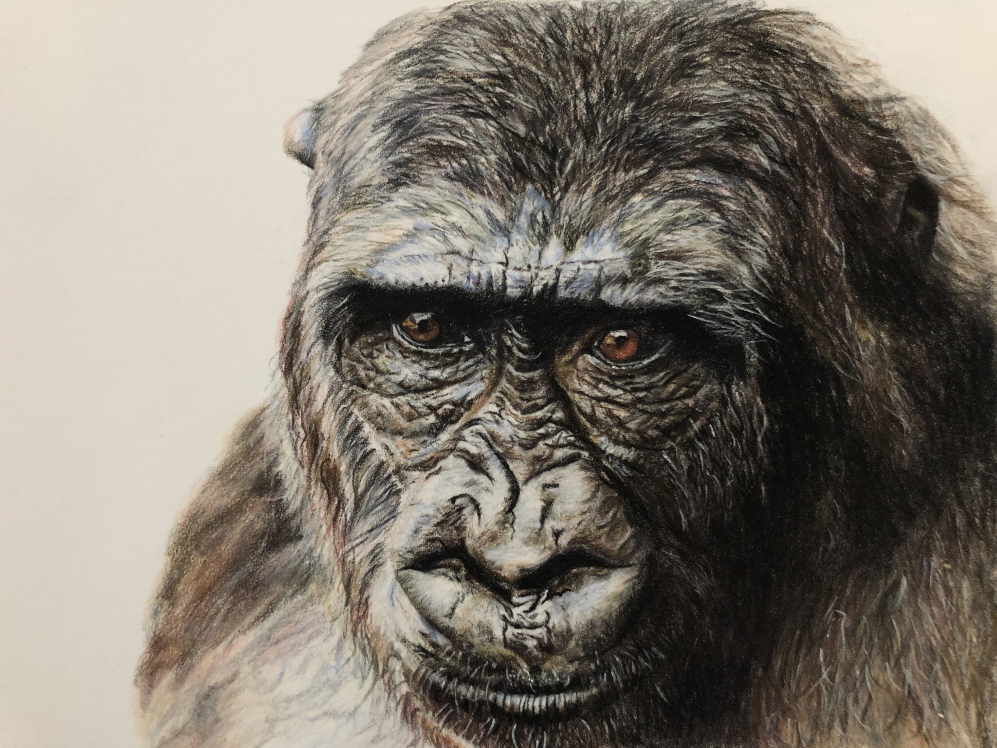 Gorilla – Nivanovart – Fine Art